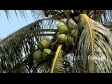 Coconut Tree 1 2337